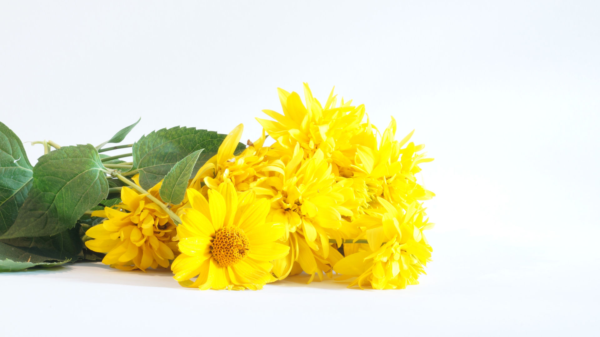 Beware of yellow flowers